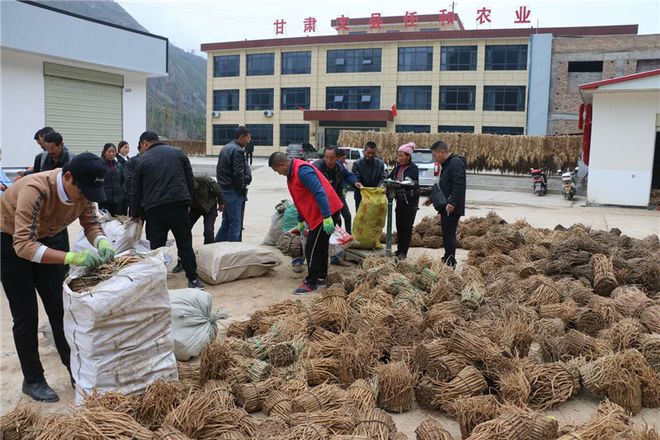 舞產(chǎn)業(yè)龍頭助脫貧攻堅(jiān) 甘肅文縣任和農(nóng)副產(chǎn)品發(fā)展剪影與亮資成效